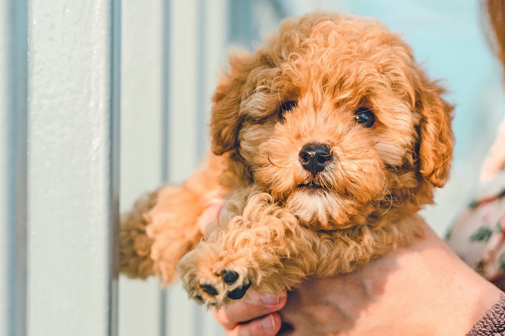 puppies