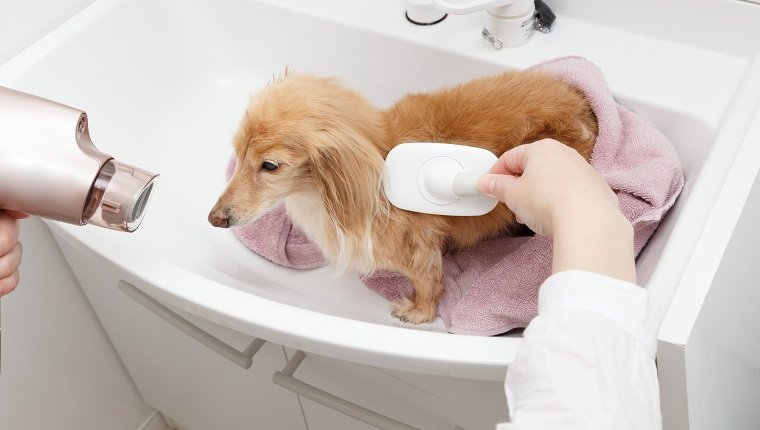 Pet dog grooming
