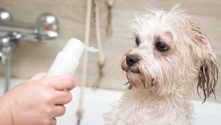 best dog shampoo
