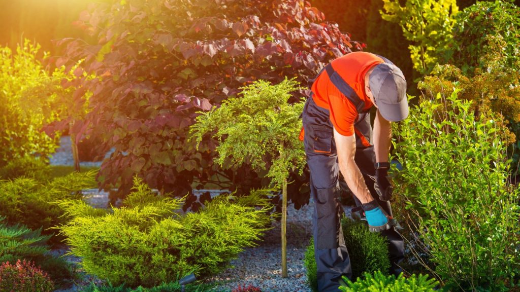 Landscaping services  Living